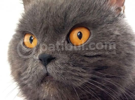 Ev Ortamından Ayı Surat Tombiş Oyuncu Yavrular görsel