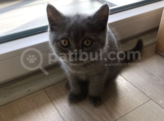 2 Aylık 4 Adet Kedimiz görsel