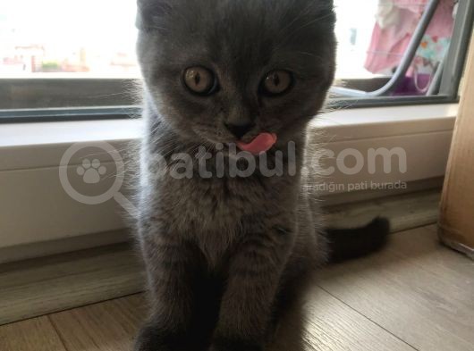 2 Aylık 4 Adet Kedimiz görsel