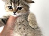 Black Golden Tabby British Shorthair 1 Dişi 1 Erkek