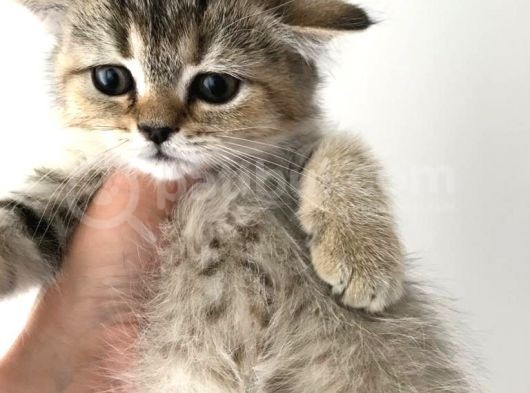 Black Golden Tabby British Shorthair 1 Dişi 1 Erkek görsel