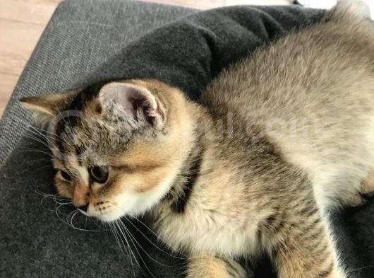 Black Golden Tabby British Shorthair 1 Dişi 1 Erkek görsel