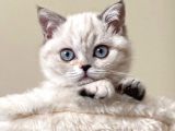 Irkının En Iyi Örneklerinden British Shorthair Yavrular