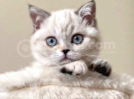 Irkının En Iyi Örneklerinden British Shorthair Yavrular görsel