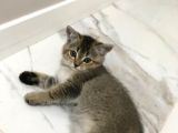 Black Golden Tabby British Shorthair 1 Dişi 1 Erkek