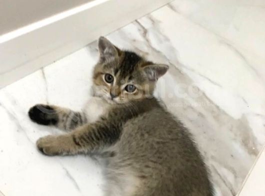 Black Golden Tabby British Shorthair 1 Dişi 1 Erkek görsel
