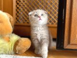 Oyuncu Sağlıklı Scottish Fold Yavrum