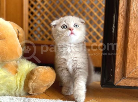 Oyuncu Sağlıklı Scottish Fold Yavrum