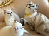 Irkının En Iyi Örneklerinden British Shorthair Yavrular
