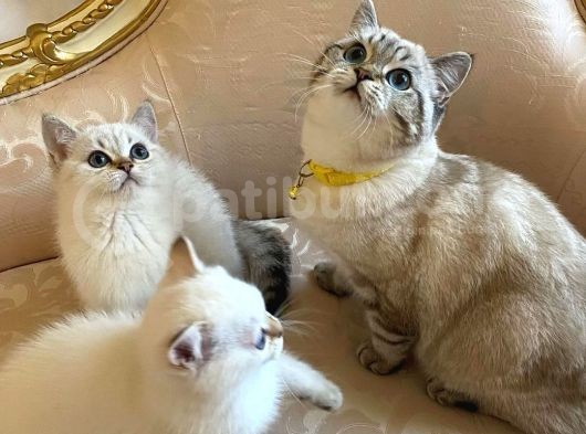 Irkının En Iyi Örneklerinden British Shorthair Yavrular görsel