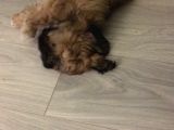 2.5 Aylık Dişi Bebek Shih Tzu