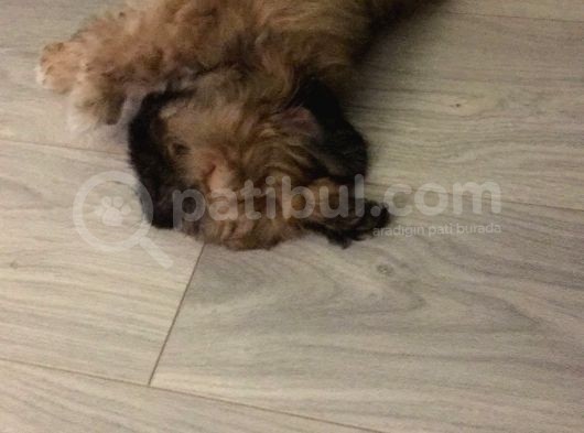 2.5 Aylık Dişi Bebek Shih Tzu