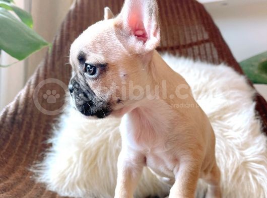 French Bulldog 3 Disi 2 Erkek görsel