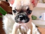 French Bulldog 3 Disi 2 Erkek