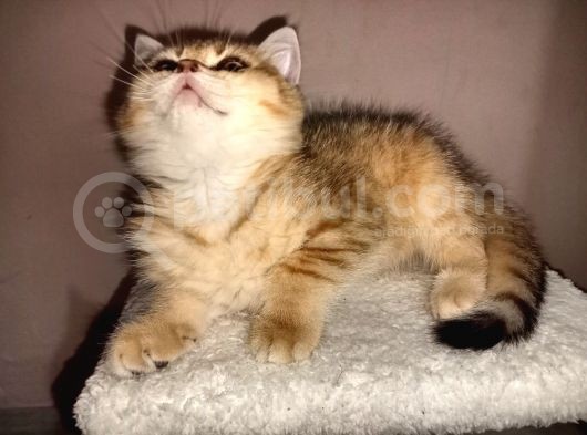 British Golden Ny24 Kızımız görsel
