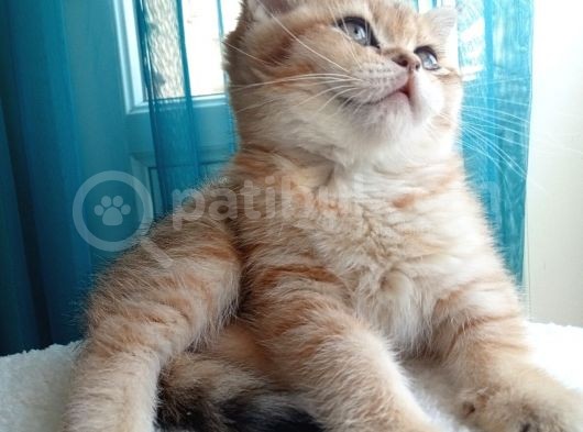 British Golden Ny24 Kızımız görsel