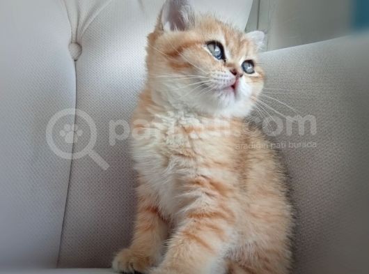British Golden Ny24 Kızımız görsel