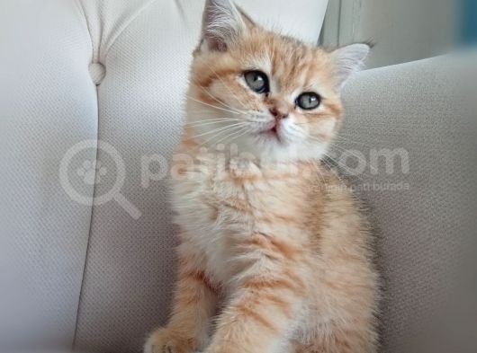 British Golden Ny24 Kızımız görsel