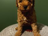 Toy Poodle Red 50 Günlük Dişi Ve Erkek Yavrularımız