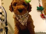 Toy Poodle Red 50 günlük Dişi ve Erkek Yavrularımız