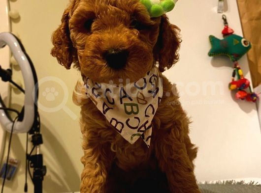 Toy Poodle Red 50 Günlük Dişi Ve Erkek Yavrularımız