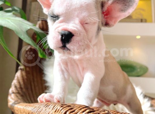 French Bulldog 3 Disi 2 Erkek görsel