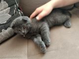 Scottish Fold Yavru Kedi