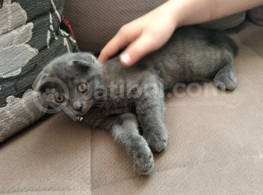 Scottish Fold Yavru Kedi görsel