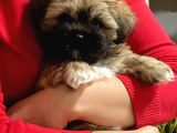 2.5 Aylık Dişi Bebek Shih Tzu