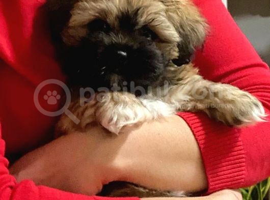 2.5 Aylık Dişi Bebek Shih Tzu görsel