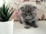 Son 2 Yavru British Shorthair Fold Dişi ve Erkek Yavru