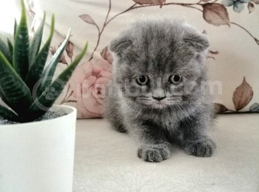 Son 2 Yavru British Shorthair Fold Dişi Ve Erkek Yavru