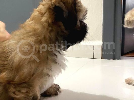 2.5 Aylık Dişi Bebek Shih Tzu görsel
