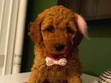 Toy Poodle Red 50 Günlük Dişi Ve Erkek Yavrularımız
