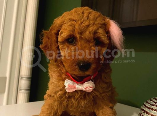 Toy Poodle Red 50 Günlük Dişi Ve Erkek Yavrularımız görsel