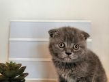 Son 2 Yavru British Shorthair Fold Dişi Ve Erkek Yavru