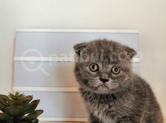 Son 2 Yavru British Shorthair Fold Dişi Ve Erkek Yavru görsel