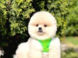 Safkan Pomeranian Boo Yavrularımız
