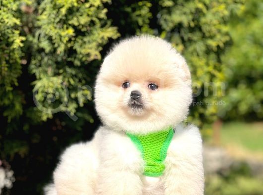 Safkan Pomeranian Boo Yavrularımız görsel
