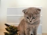 Son 2 Yavru British Shorthair Fold Dişi Ve Erkek Yavru