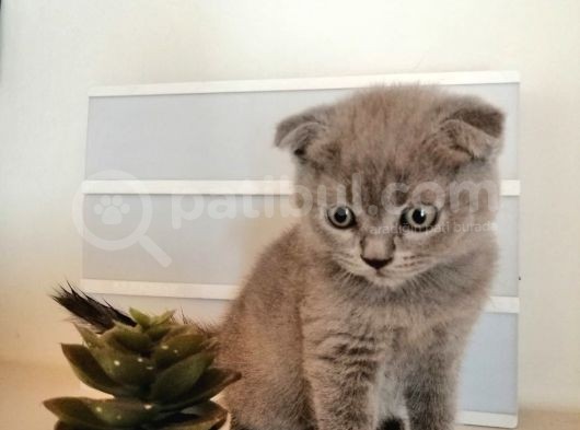 Son 2 Yavru British Shorthair Fold Dişi Ve Erkek Yavru görsel