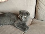 Scottish Fold Yavru Kedi