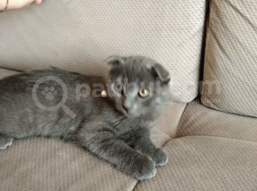 Scottish Fold Yavru Kedi görsel