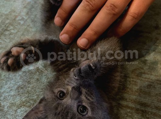 2 Aylık Minik Kızımızı Sahiplendiriyoruz görsel