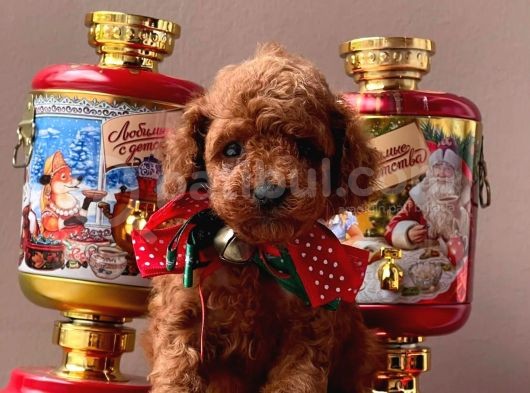 Safkan Toy Poodle Yavrularımız