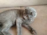 Scottish Fold Yavru Kedi