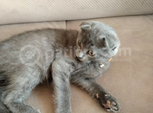 Scottish Fold Yavru Kedi