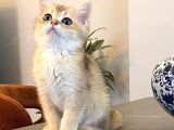 Safkan Irk Garantili