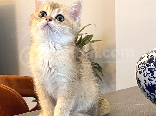 Safkan Irk Garantili