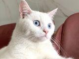 British Shorthair Kedi